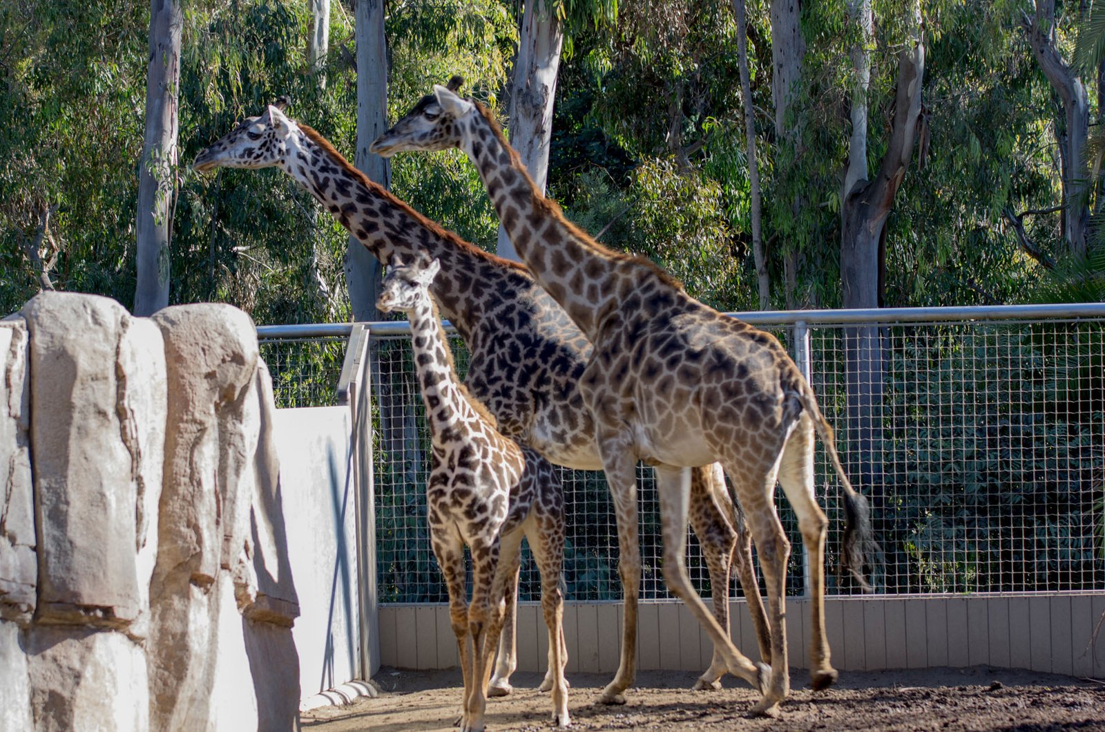 San Diego Zoo Part I 025